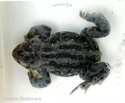 وزغ لاتاستی
